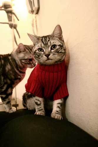 _体育迷超级粉丝节:互动体验让你嗨翻天_,体育宠粉季