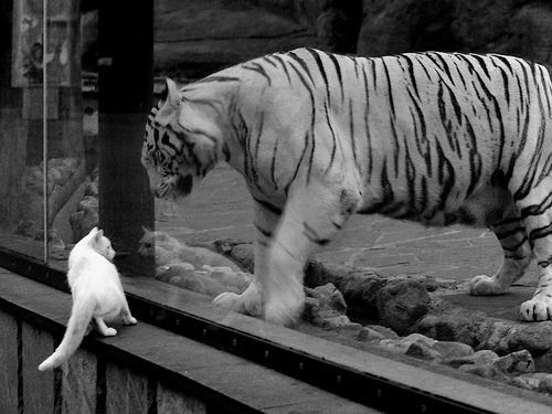 _体育迷超级粉丝节:互动体验让你嗨翻天_,体育宠粉季