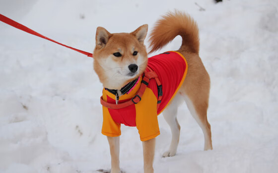 “AI、AR、VR推动运动场景全景升级——未来运动全球数字生态生态闭环”