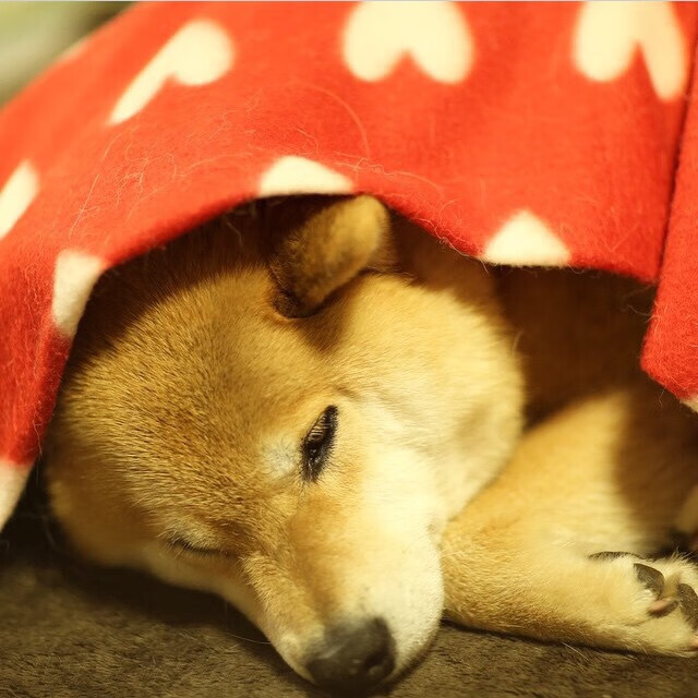 乐鱼娱乐app-德利赫特加盟曼联，增强防线，德利赫特穿过几号球衣