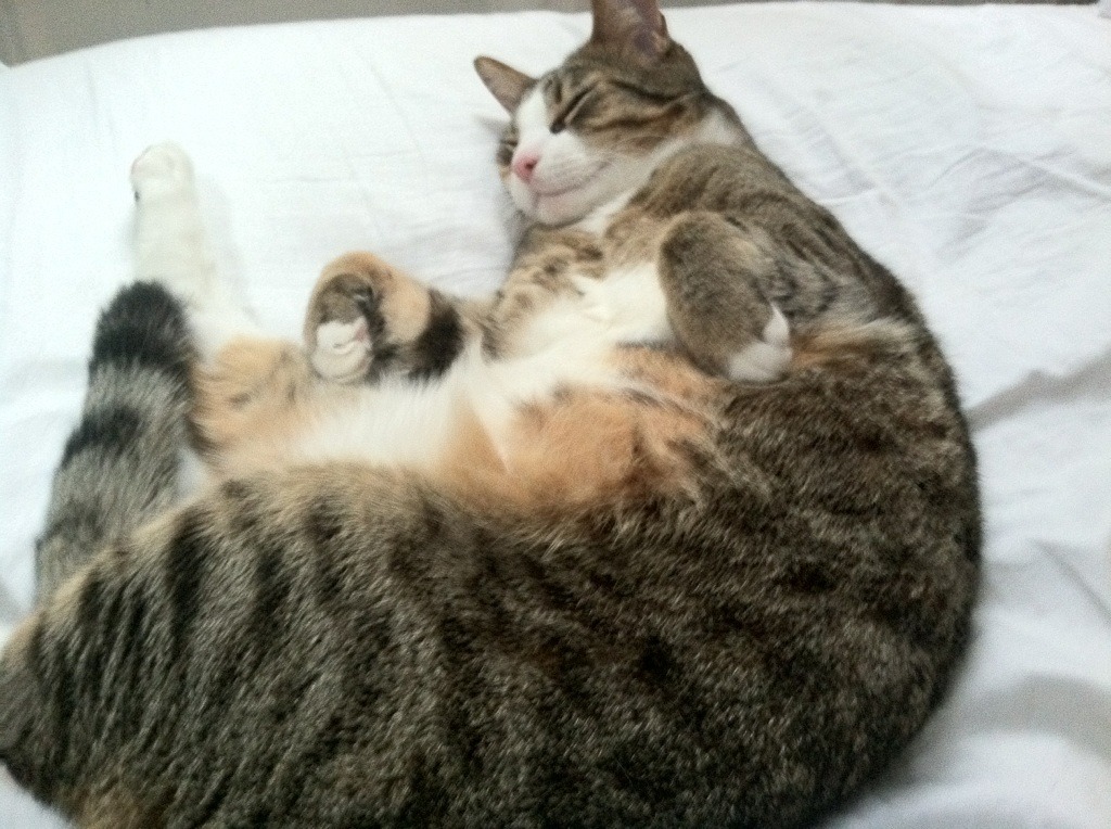 乐鱼体育平台app下载-融合多元文化打造特色“足球文化节”，加速行业升级，足球文化节绘画