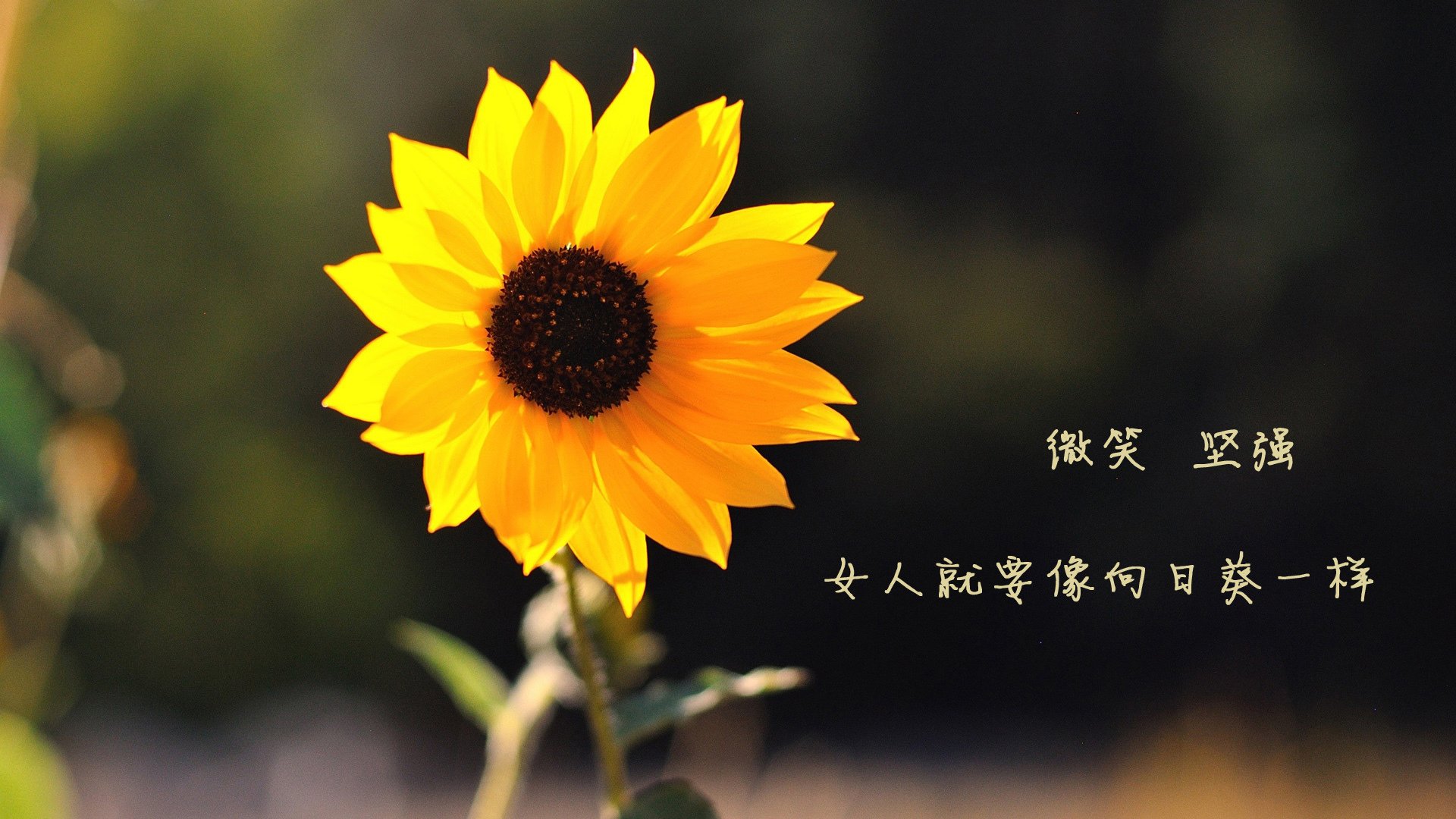 乐鱼体育APP官方下载-赛季闪光点：运动精神的极致表现