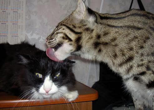 切尔西主场大胜对手,继续追逐领头羊,切尔西比赛集锦