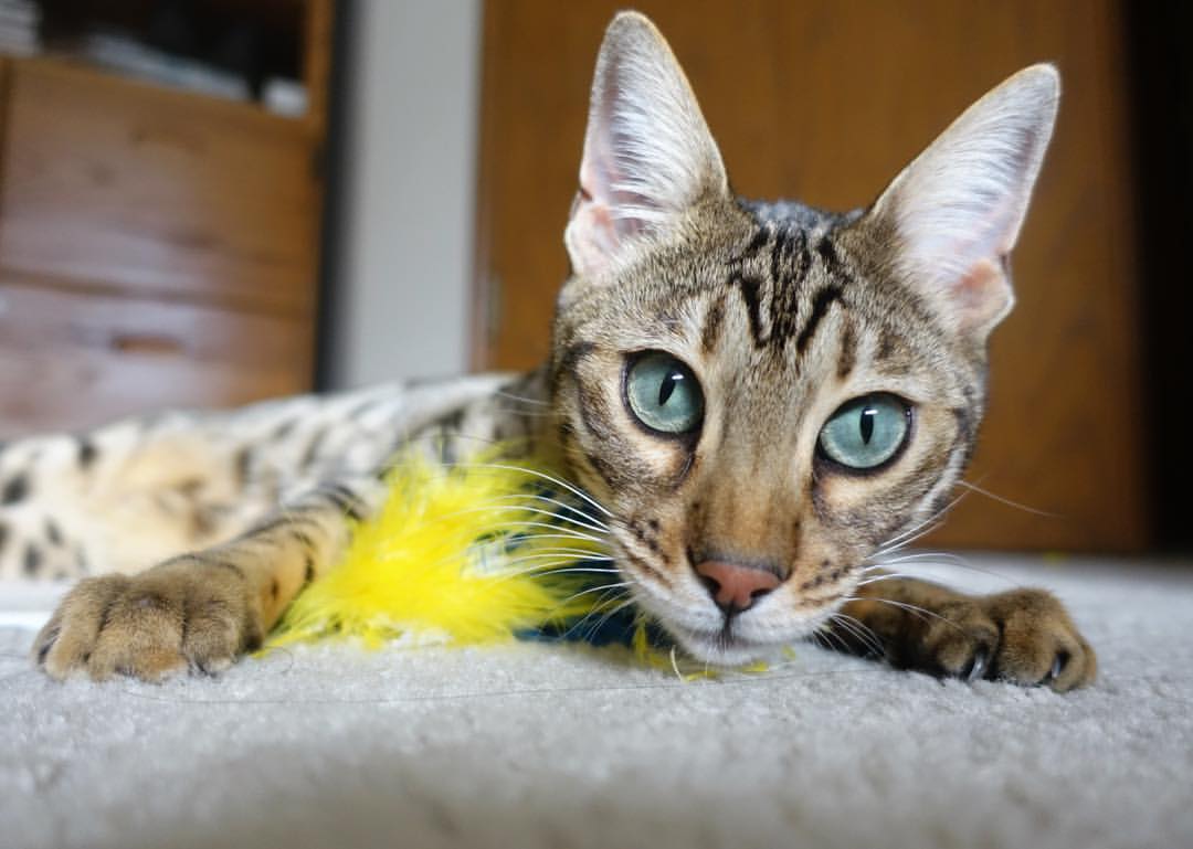 同曦队外线投篮命中率突破历史新高,同曦 外援