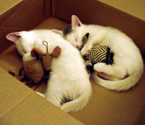 乐鱼（LEYU）体育-塔图姆是否已跻身联盟前五，塔图姆有多强