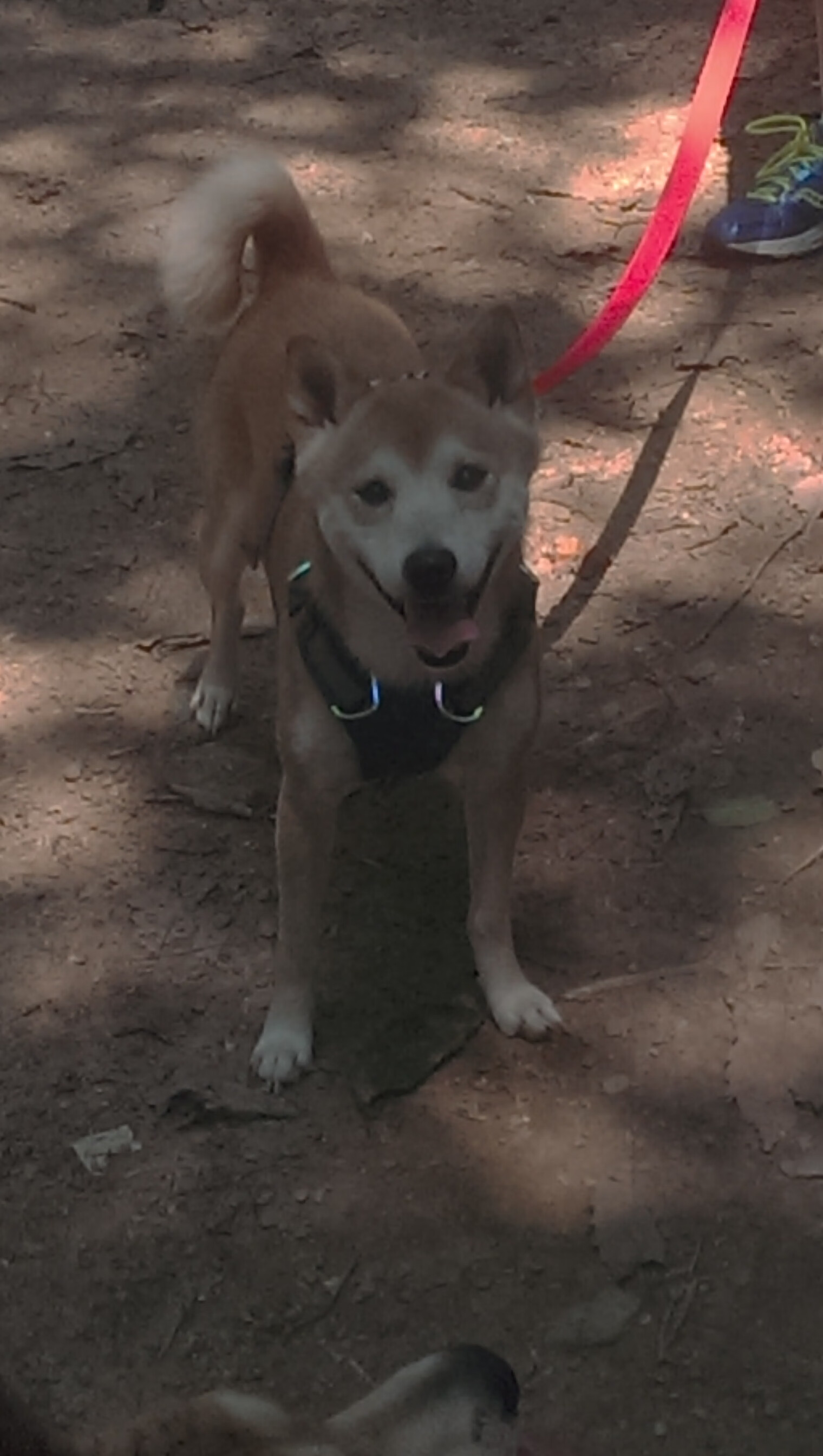 埃及国家德比吸引全球媒体关注,埃及埃德福