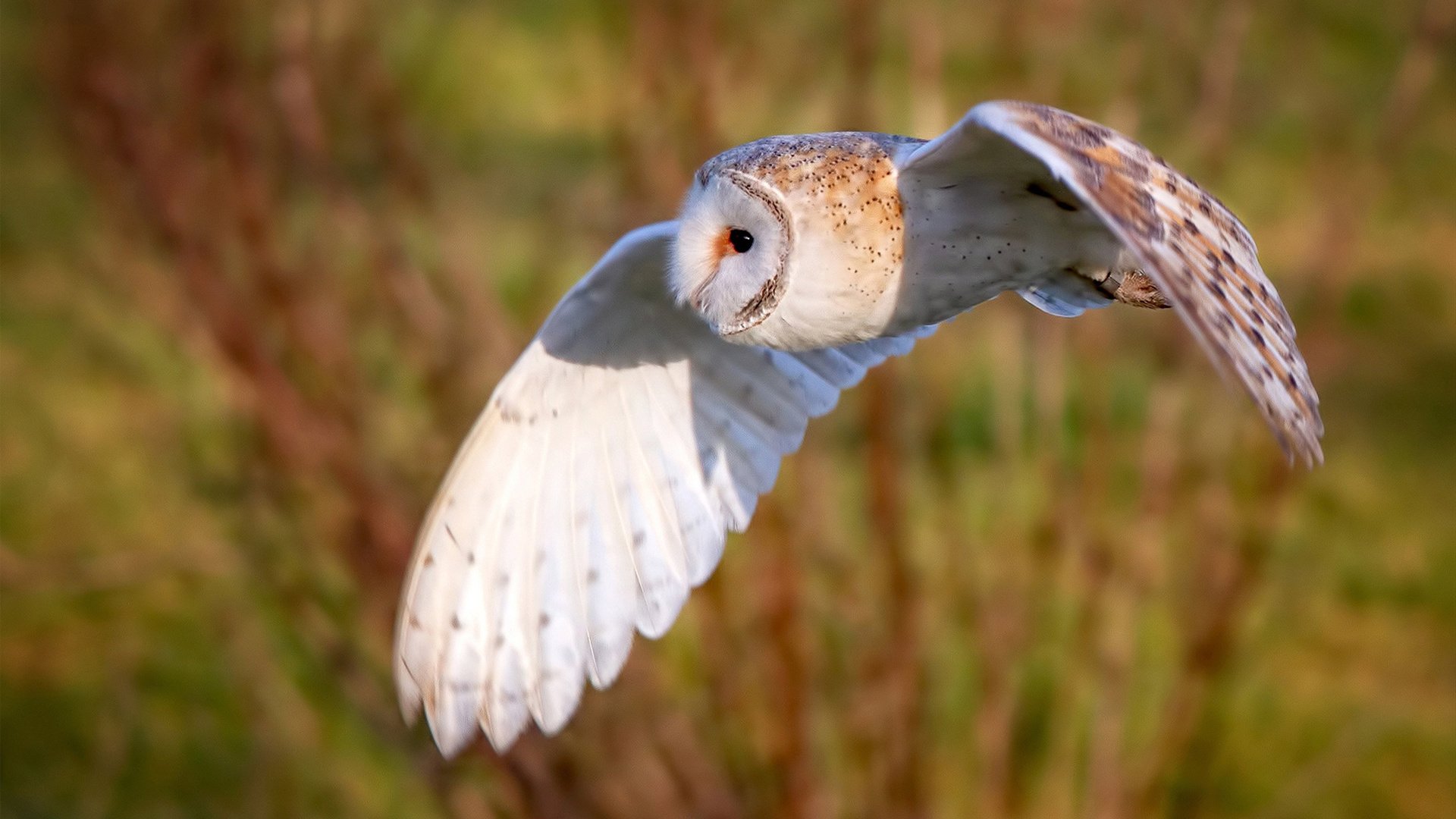 堡垒之夜加入全新游戏模式,堡垒之夜最好的设置