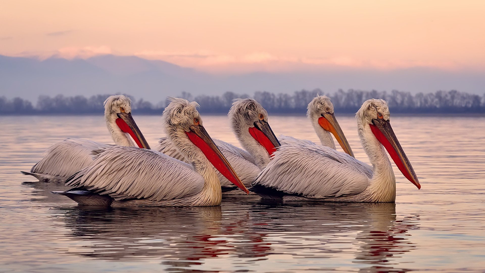 布莱顿中场创造力增强,海鸥军团力争佳绩,布莱顿靠近什么海