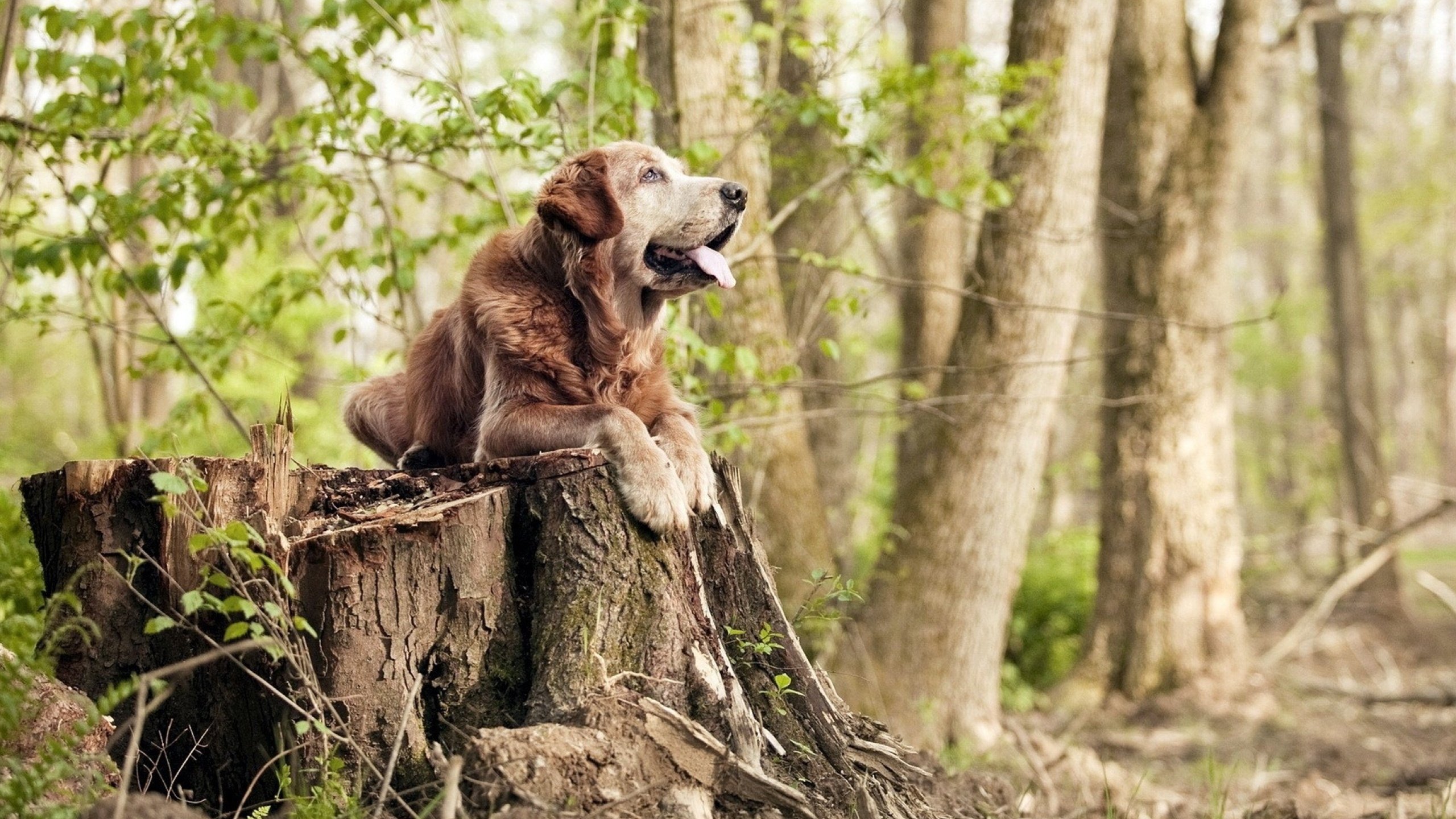摩纳哥客胜马竞,成功晋级下一轮比赛,摩纳哥对马赛历史战绩