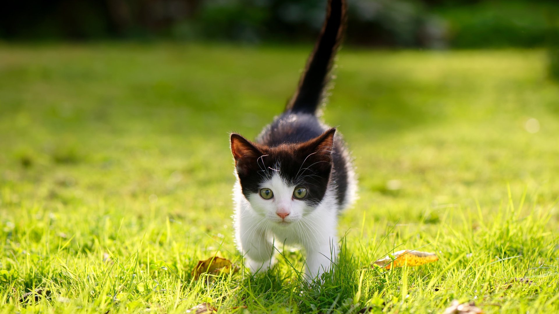 石油人主帅战术布置得当,石油人是谁