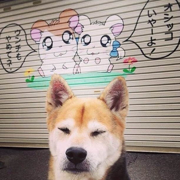 中国篮球联赛品牌建设策略与粉丝经济发展研究,中国国内的篮球联赛简称