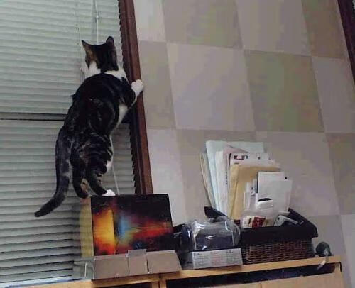 CBA球队注重未来人才培养，cba球队价值