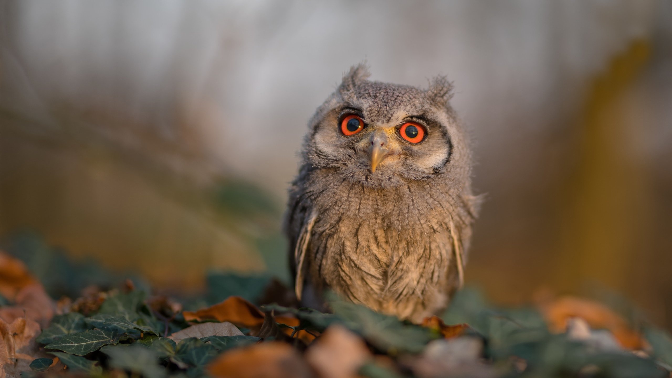 2024年混合团体世界杯:Chinese Taipei创造历史时刻,2024年足球世界杯