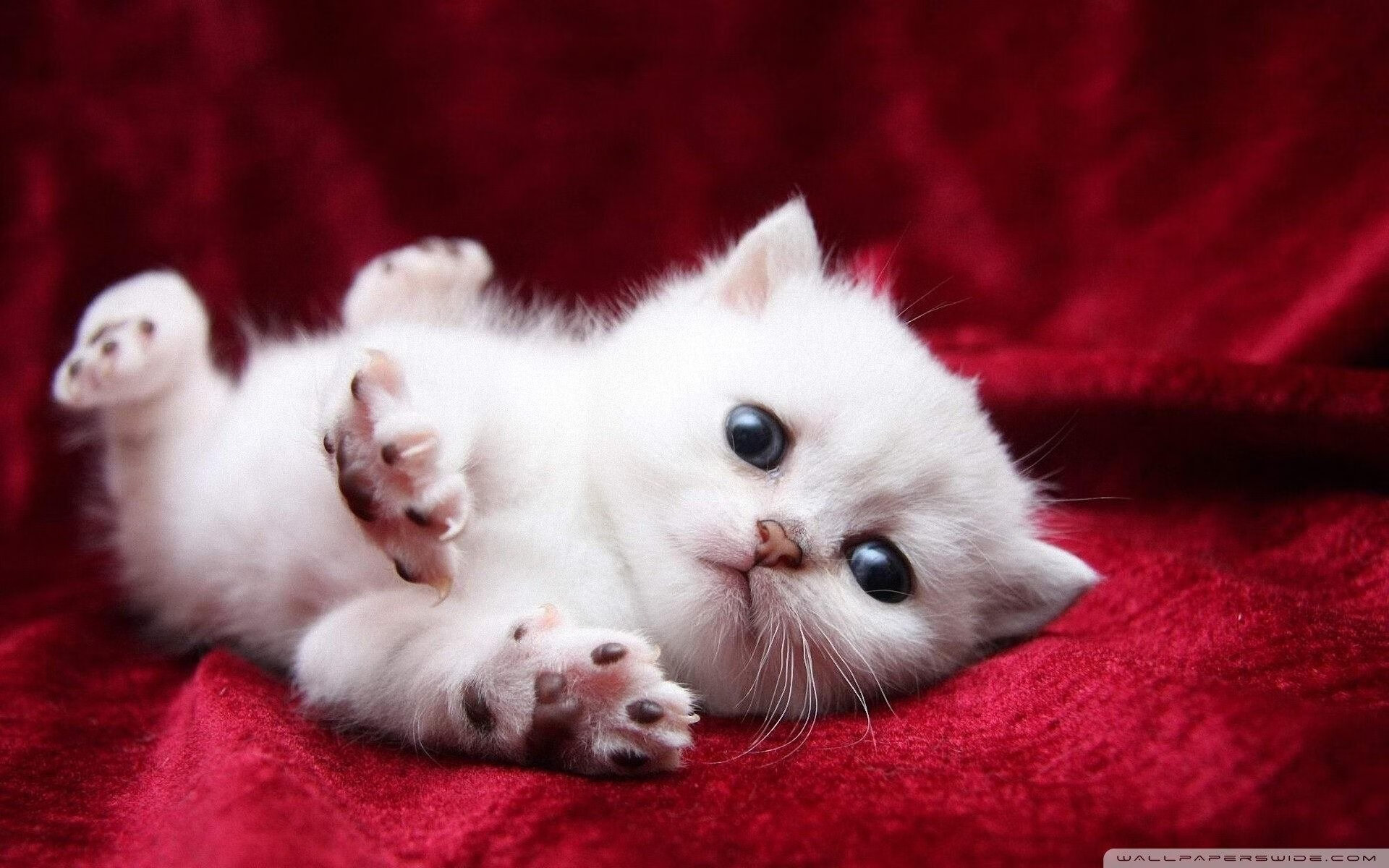 乐鱼（中国）体育官方网站-世界杯中国女足战平 球迷分析技战术，中国女足世界杯阵容