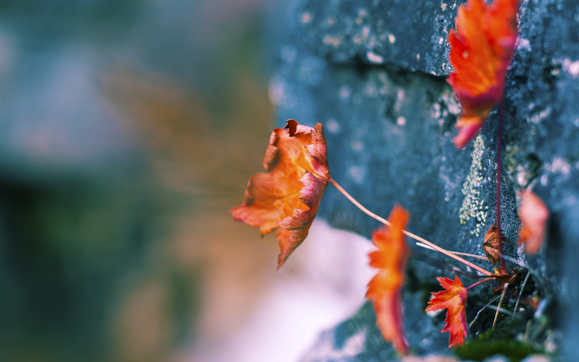 乐鱼体育APP官方下载-中国香港队团体赛制深度分析：如何利用规则突破对手防线，香港队员