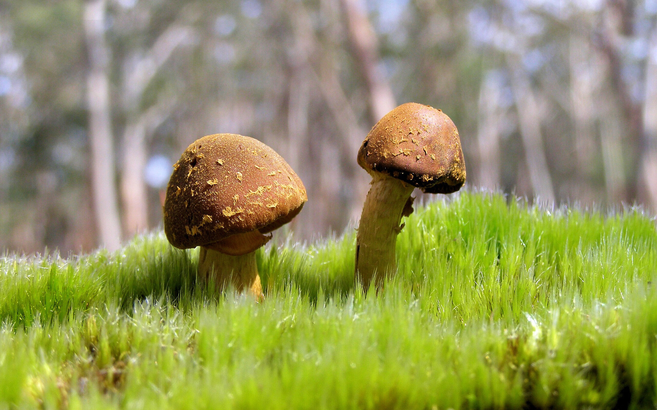 中国香港队团体赛制深度分析：如何利用规则突破对手防线，香港队员