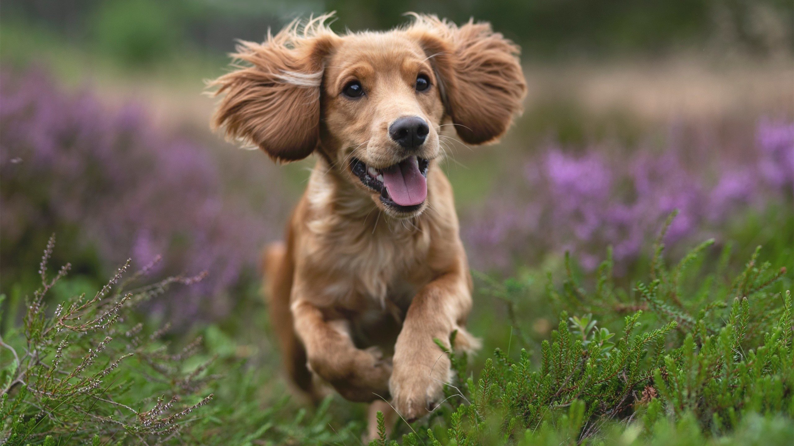 地方联赛与高校联赛互通机制建立加强竞赛资源整合,比赛联赛