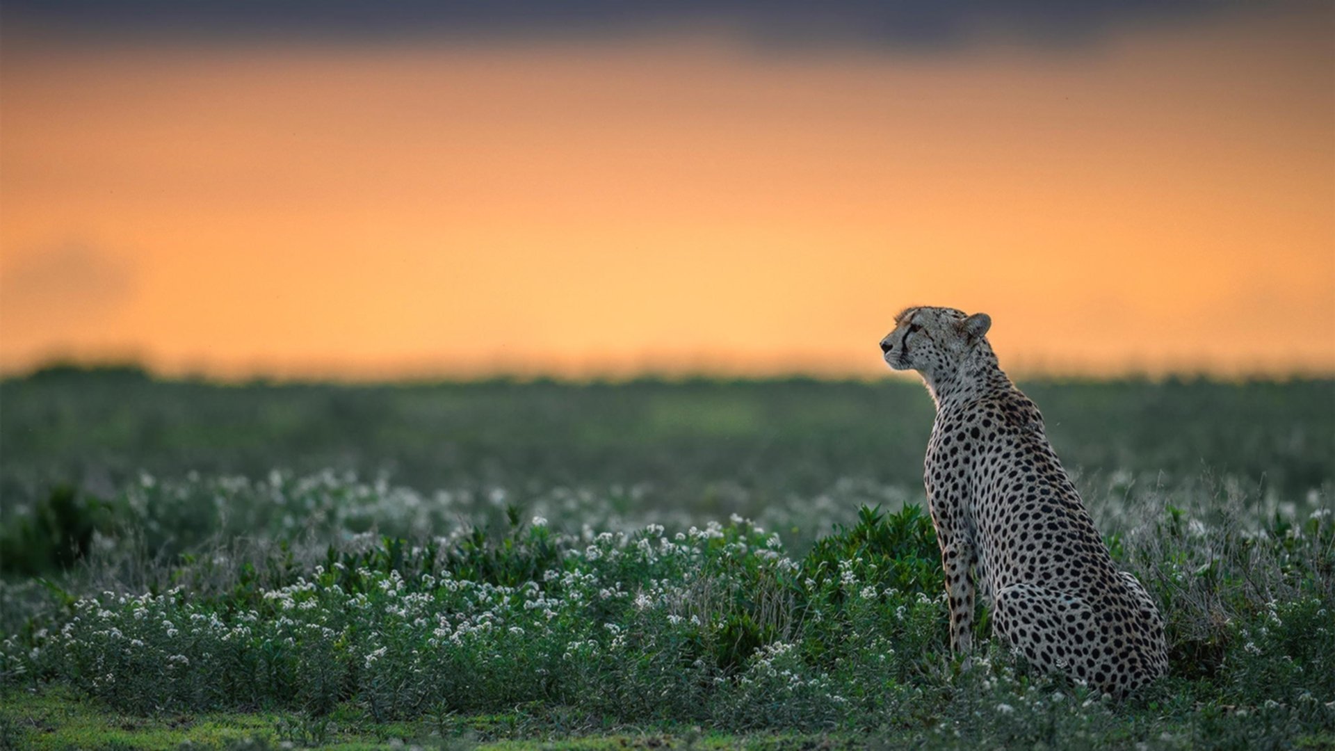 意甲快速反击:秒秒突破,惊艳全场!,意甲谁能打爆这条防线