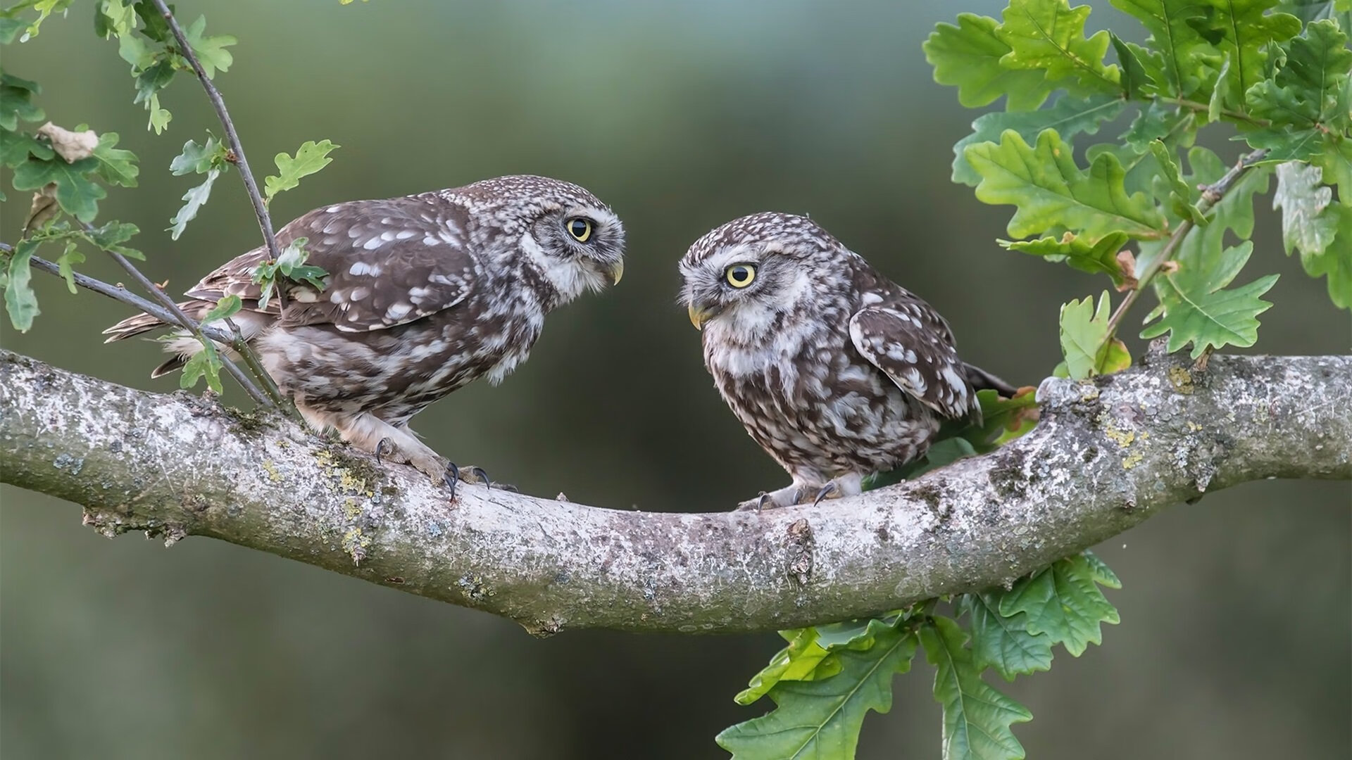 恩多耶-布鲁阿尔用坚持和努力书写辉煌,恩布利欧百度百科