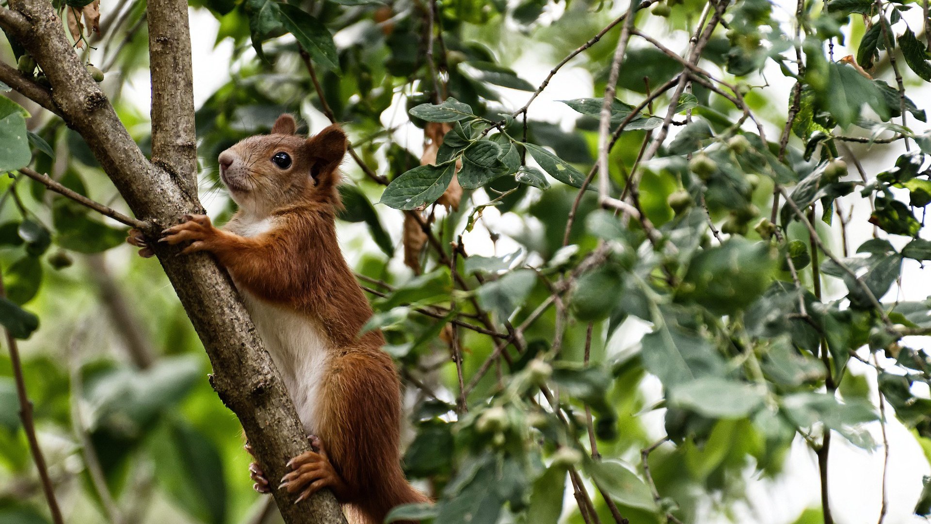 绿色智能LED足球场照明系统在全国推广,节能环保,足球场灯具安装大样图