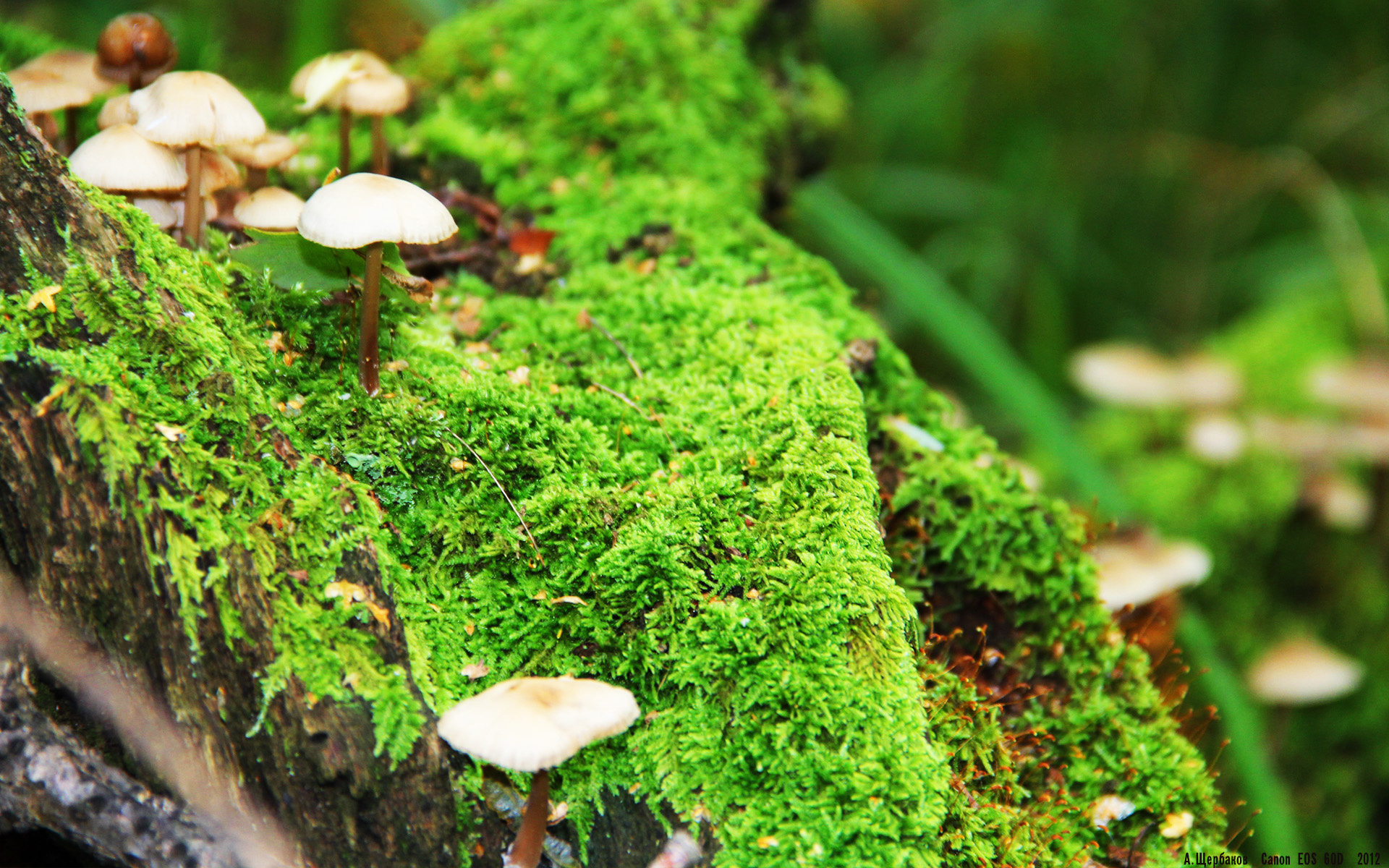 英格兰男队备战世界杯成舆论中心,英格兰男子篮球队